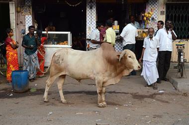 Madurai, Snapshots,_DSC_7897_H600